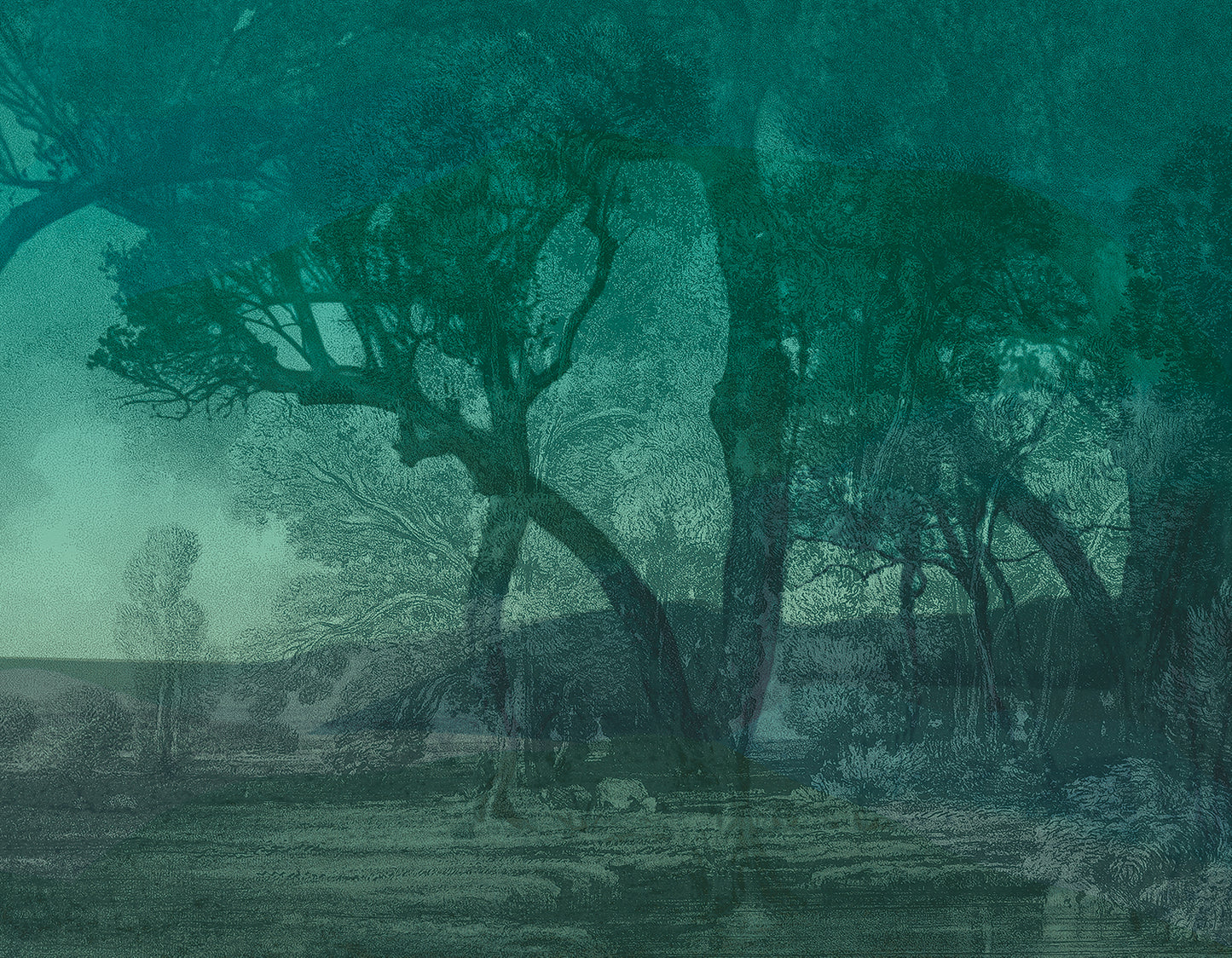 The awakening of the forest