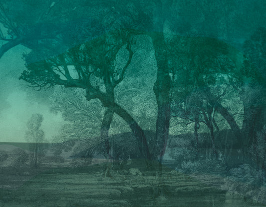 The awakening of the forest