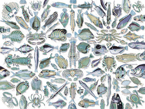 Poissons du Mangi
