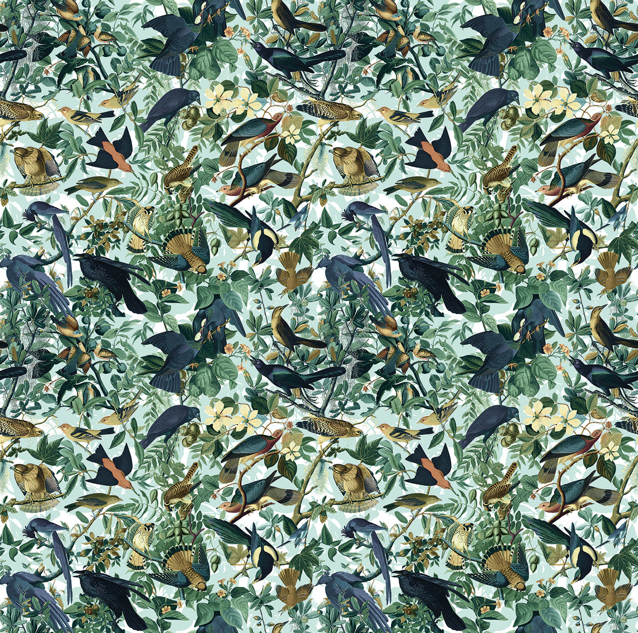 The kingdom of birds